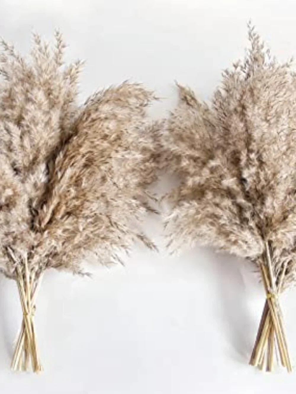 New Pampas Grass Decor, Natural Dry Pampas Grass Small, Short Pampass Bulk - Picture 5 of 7